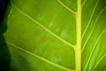 Close up detailed view of large green leaf with yellow veins and smaller deep green veins.
