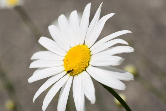 Photograph of a Daisy blooming in the yard, taken using a macro lens.  In the summer time they flower and spread even without any human intervention.