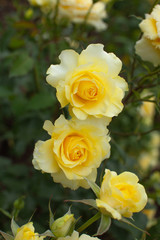 輝くような黄色いバラ