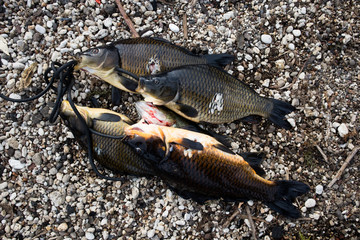 Fish Caught with Harpoon in Lake Atitlan, Guatemala