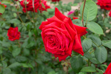 真っ赤な大輪のバラ