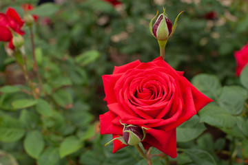 真っ赤な大輪のバラ