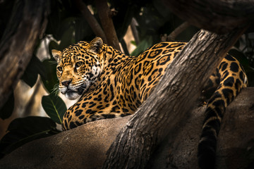 Leopard laying in tree