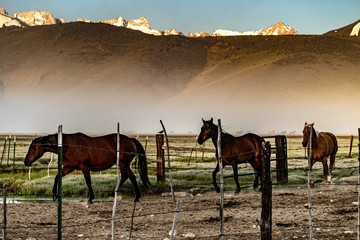 Horses returning to the ranch corral in the early morning with low fog in the meadow, sage brush covered hills and sunrise on the ridge in Bridgeport Valley, California