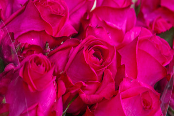 beautiful bouquet of pink rose flower. the work of the florist at a flower shop. rose flower. the work of the florist at a flower shop.