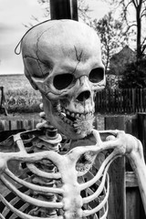 Black and white - skeleton with dandelion in mouth and ribcage in farm yard