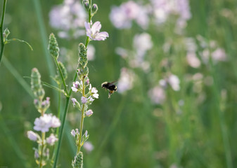 Spring flowers and bumble bee