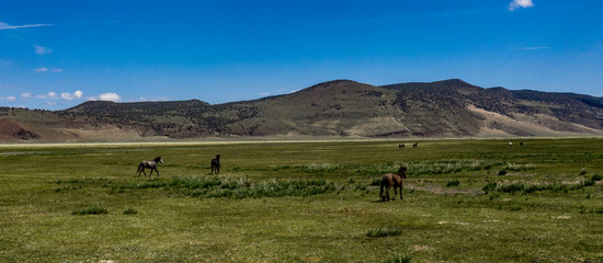 Wild horses at Dobie Meadows on California Highway 120 between Mono Lake and Benton