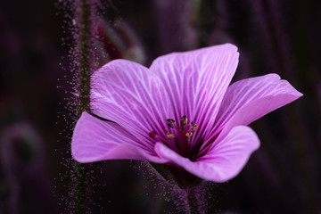 Purple flower with specks