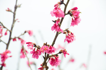 Fototapeta na wymiar Beautiful cherry blossoms blooming in Taiwan. Species name: Taiwan cherry.