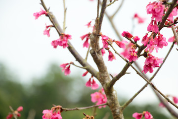 Obraz na płótnie Canvas Beautiful cherry blossoms blooming in Taiwan. Species name: Taiwan cherry.