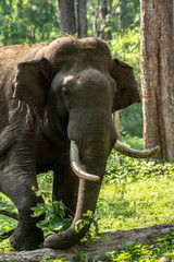 Elephant from Kabini