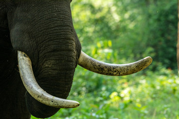 Elephant from Kabini