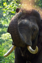 Elephant from Kabini