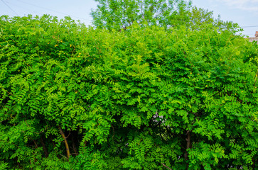 Natural hedge from dense bushes of yellow acacia.