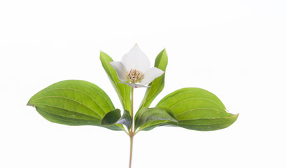 Cornus canadensis - Isolated Plants on White
