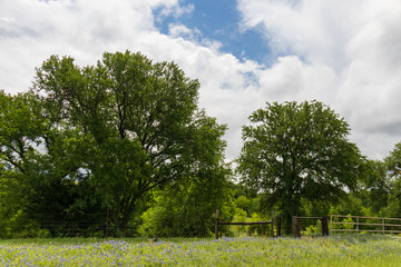 Bluebonnets wildflowers and fence line in field and blue sky background