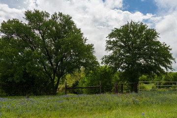 Bluebonnets wildflowers and fence line in field and blue sky background