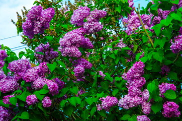 A densely flowering lilac bush shot from close range.
