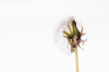 Dandelion Flower on the Way to Seeds