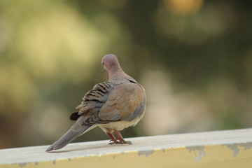 Indian dove bird 