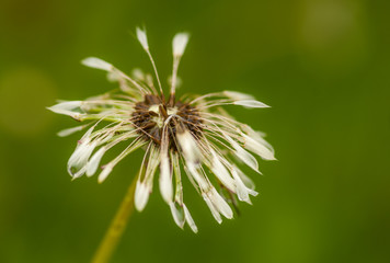 Wet Dandelion Seedpod