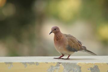 Indian dove bird 