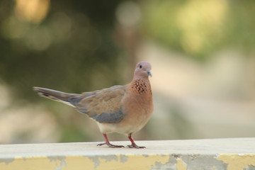 Indian dove bird 