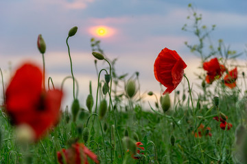 Naklejka premium Mohnblumen