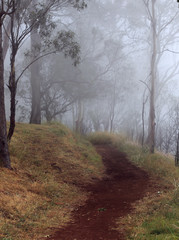 foggy path along a grassy dirt path with gum trees in the background