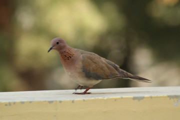 Indian dove bird 