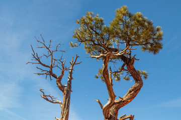 Bristlecone pine at Bryce Canyon National Park, Utah, USA