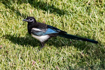 blackbird in the grass