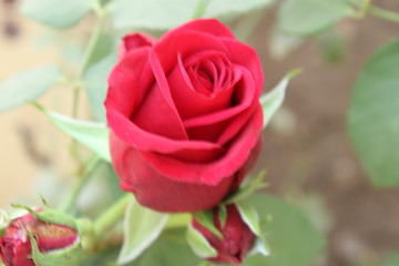 Beautiful Flowers roses 