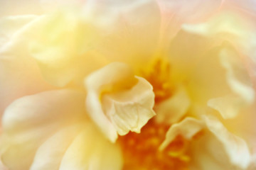 Obraz premium Soft blur petal rose flower for background