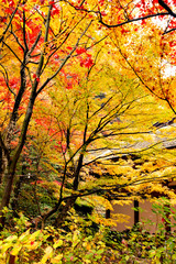 Autumn colors at the Japanese garden of Kongourinji, a temple in Shiga prefecture, Japan