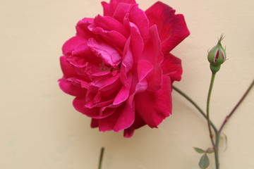 Beautiful Flowers roses 