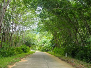 Rubber trees tunnel