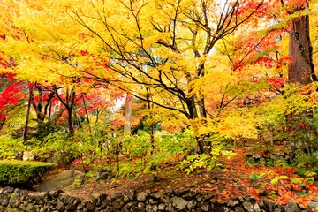 Naklejka premium Autumn colors at the Japanese garden of Kongourinji, a temple in Shiga prefecture, Japan
