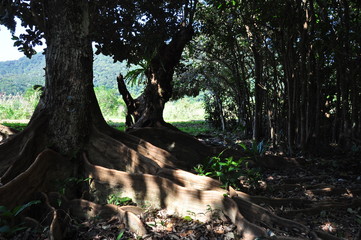 秘境のサキシマスオウノ樹3
