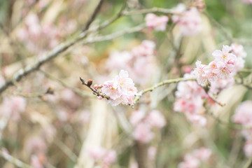 Beautiful cherry blossoms blooming in Taiwan. Species: Taiwan Cherry.