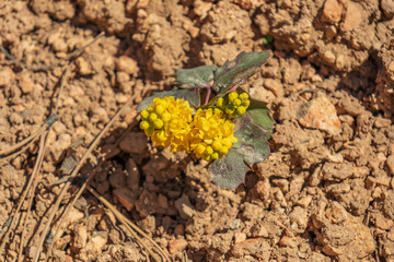 Yellow wildflower on the desert floor