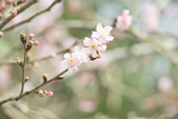 Beautiful cherry blossoms blooming in Taiwan. Species: Taiwan Cherry.