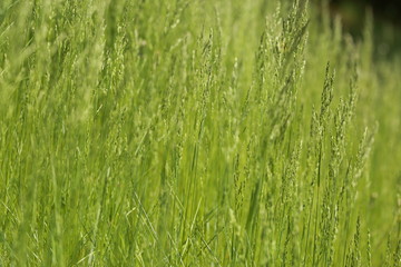 Green Spring Flower Love