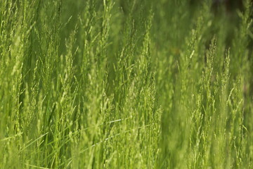 Green Spring Flower Love