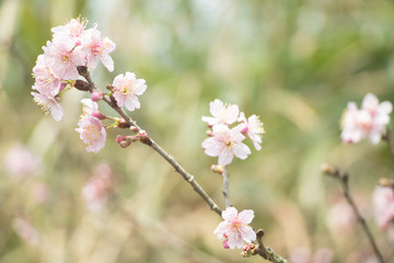 Beautiful cherry blossoms blooming in Taiwan. Species: Taiwan Cherry.
