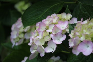 あじさいの花