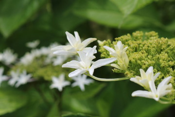 あじさいの花