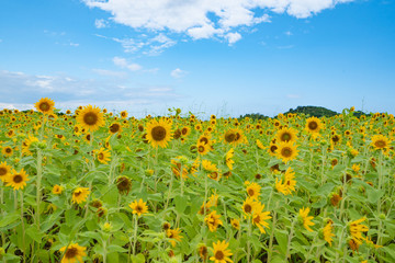 石垣島の美しい風景　ひまわり