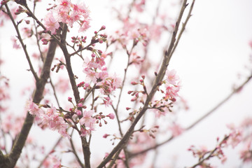 Beautiful cherry blossoms blooming in Taiwan. Species: Taiwan Cherry.